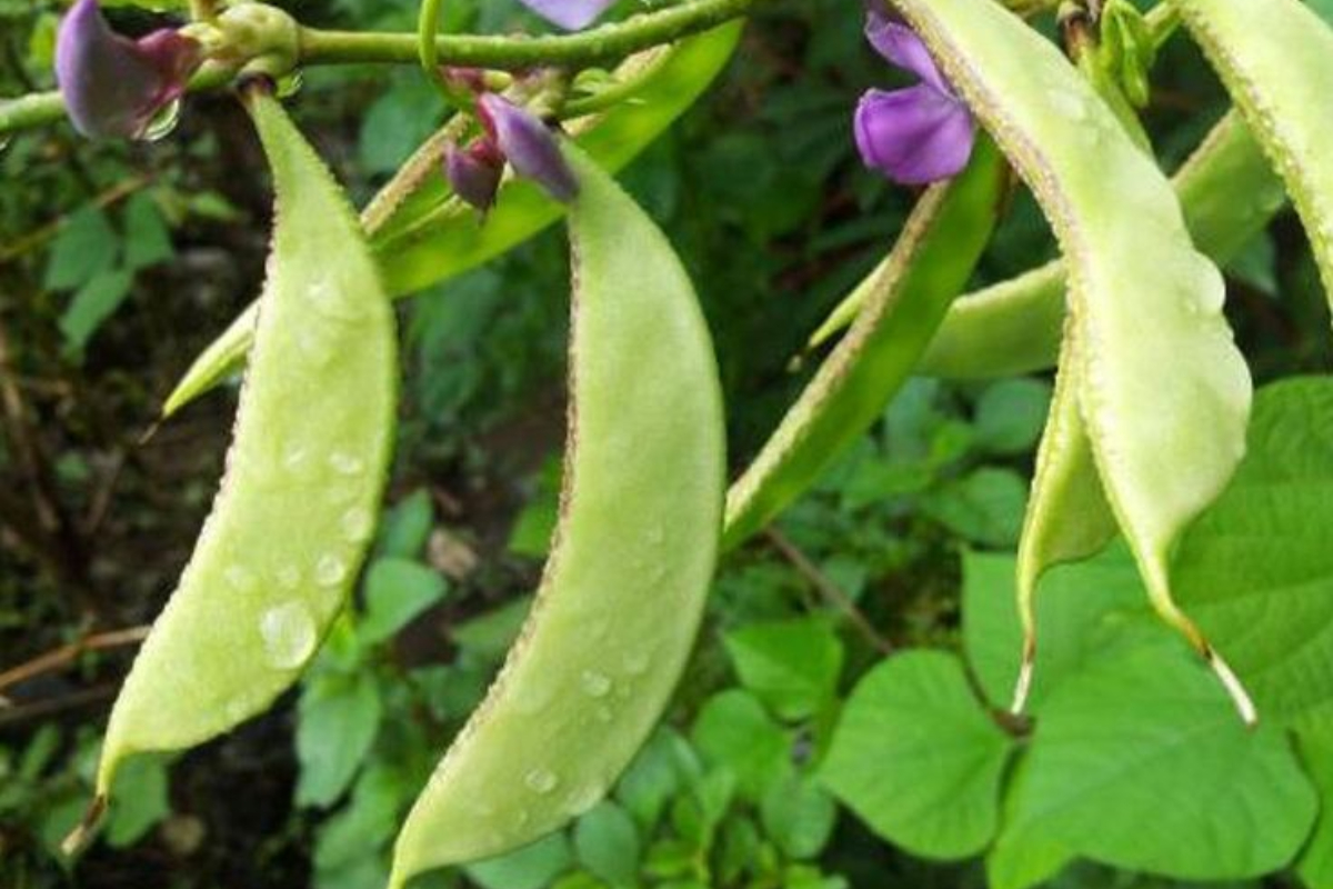 11 Manfaat Kacang Kara Dalam Mendukung Kesehatan dan Diet