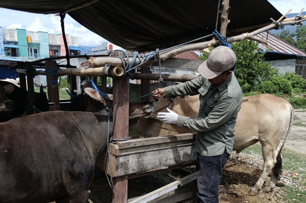 Ratusan Sapi Kurban Di Palu Dipastikan Sehat Dan Siap Dikorbankan