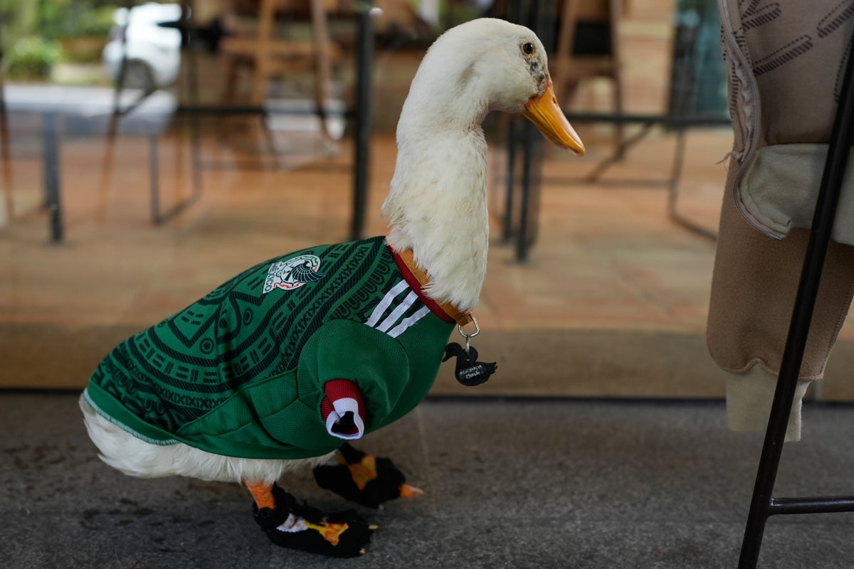 Merlin Si Bebek Jadi Ikon Viral Piala Dunia di Meksiko